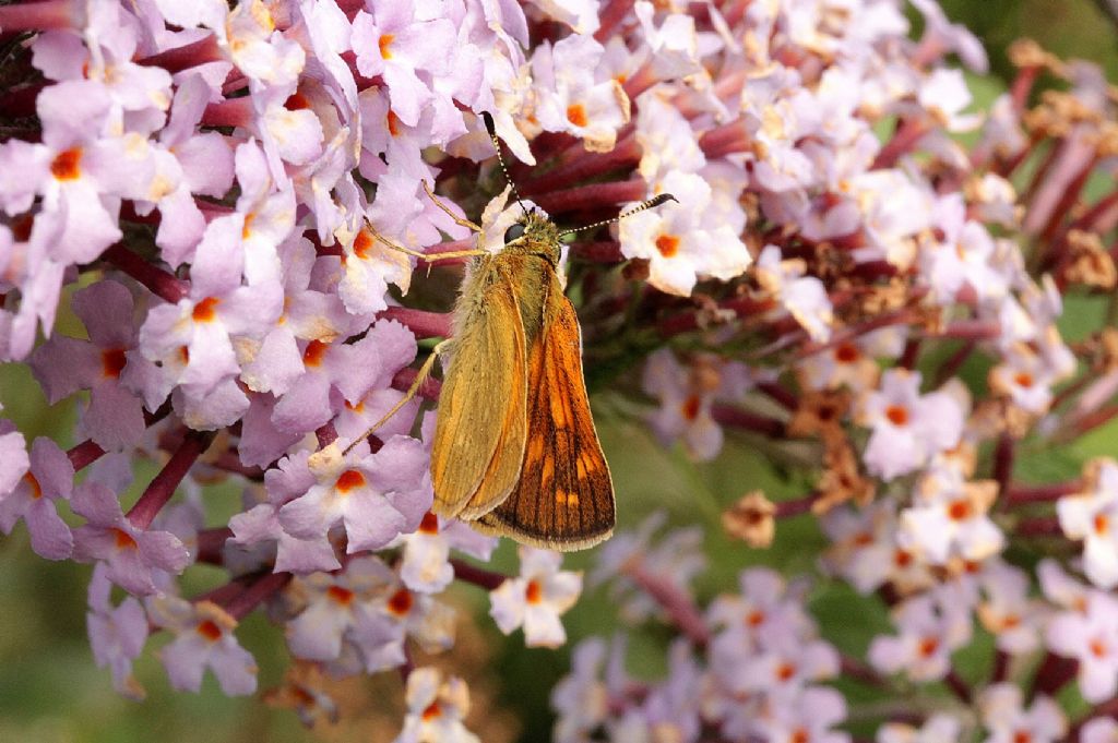 Ochlodes sylvanus femmina? - S